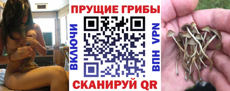 Купить где Динская Псилоцибиновые грибы GOLDEN TEACHER